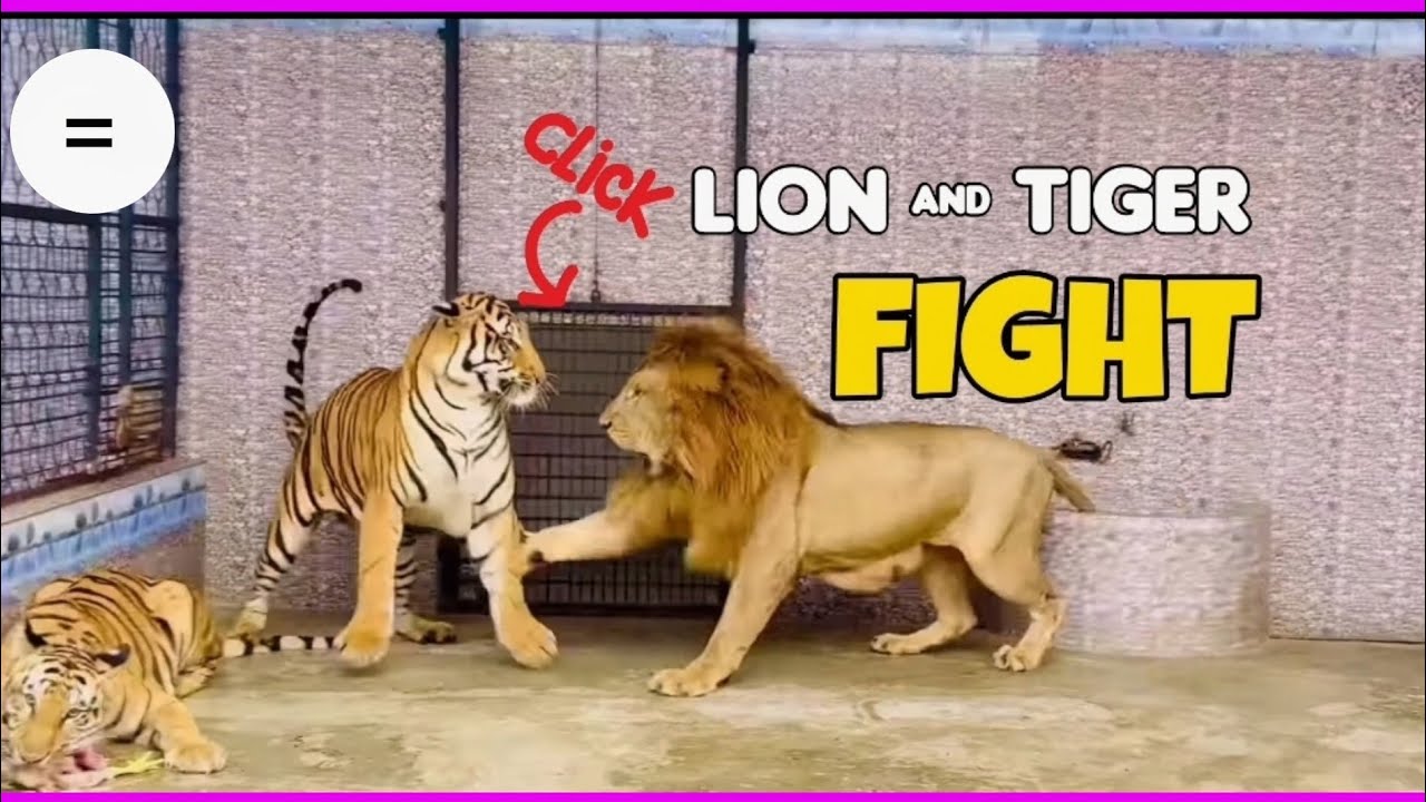 Lion vs Tiger Interactions - compilation  2025