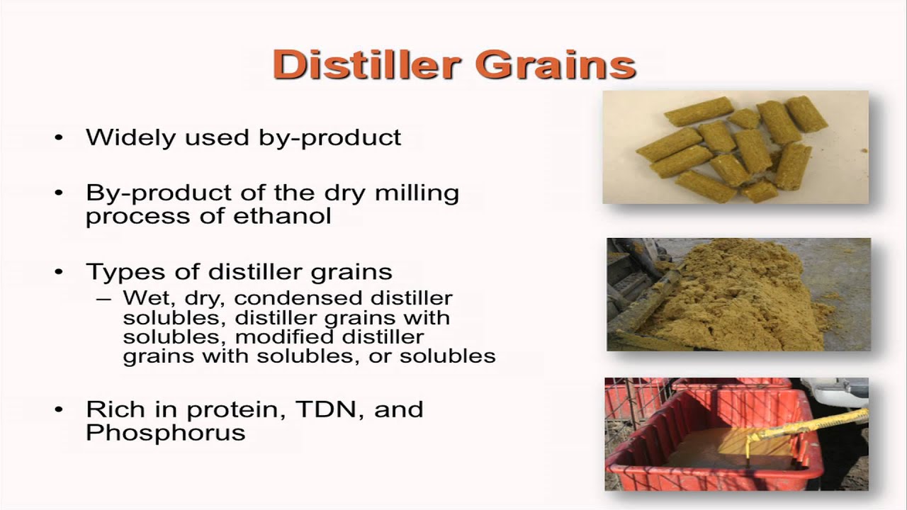 Basic Cattle Nutrition