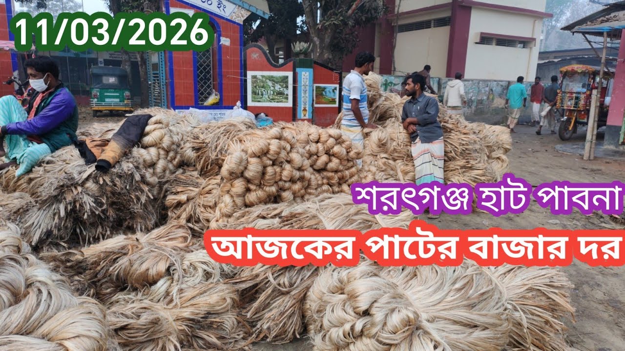 11 March 2026 আজকের পাটের বাজার দর। Jute market price rate in pabna Bangladesh 
