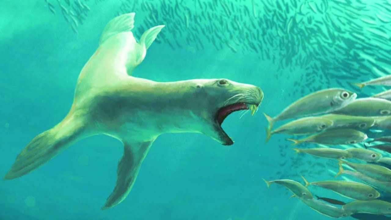 Эволюция тюленей, морских львов и моржей