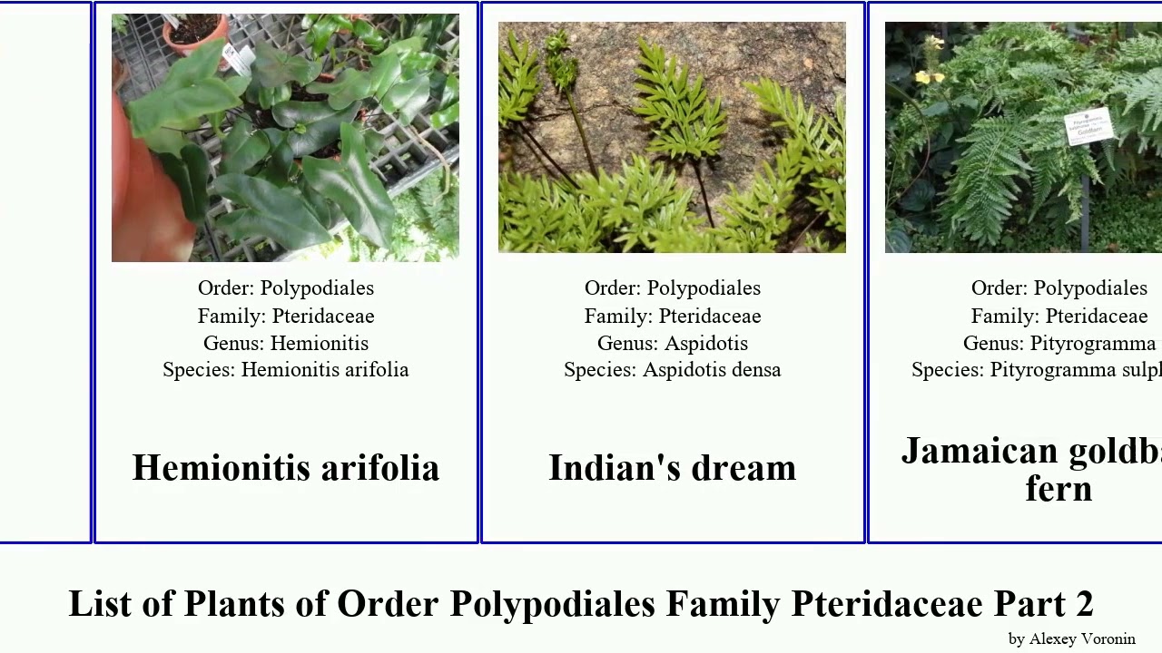 List of Plants of Order Polypodiales Family Pteridaceae Part 2 myriopteris maidenhair lipfern fan