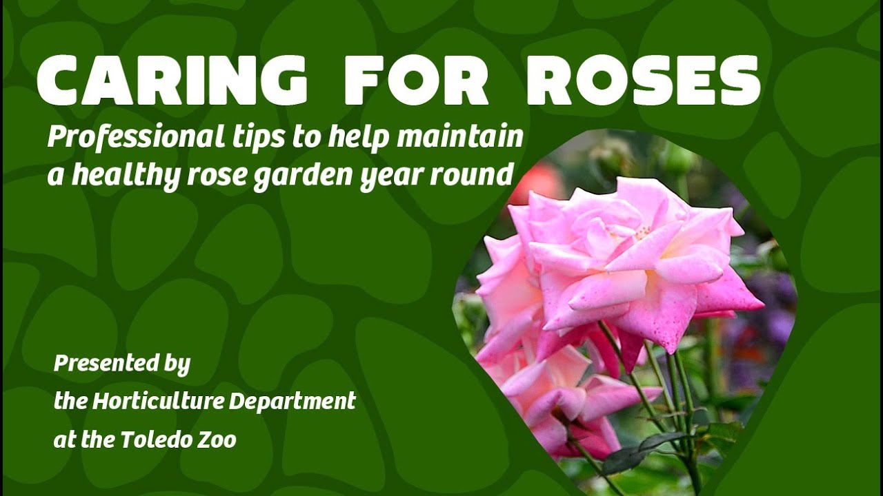 Caring for your Rose Garden Year Round - Professional Tips