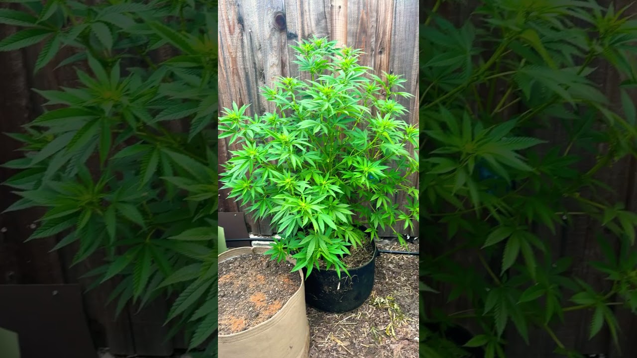 TGA GENETICS. QLEANER. Male gonna be collecting pollen soon 2024 #preservinghistory