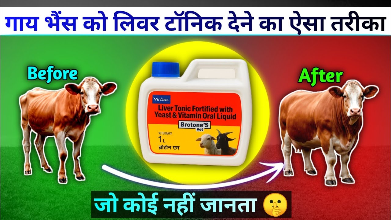 ज्यादातर लोग गलत तरह से देते है लिवर टॉनिक | ब्रोटोन लिवर टॉनिक | #vetpetandcattle 