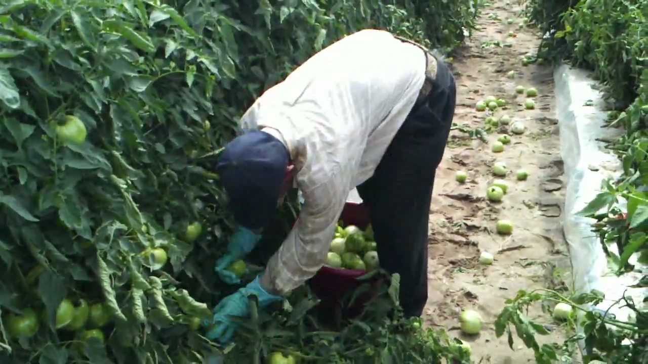 La Pisca de Tomate en Quincy Florida