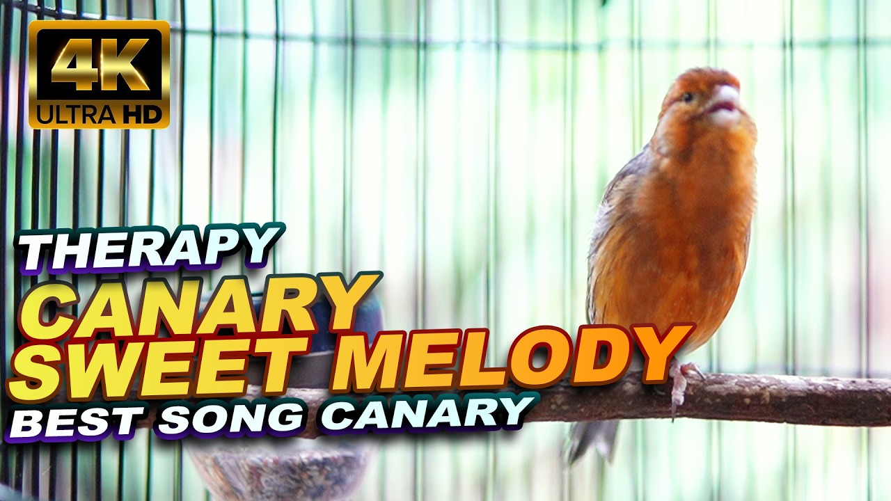 BEST SONG CANARY | TERAPI BURUNG KENARI CEPAT GACOR BERJAMAAH