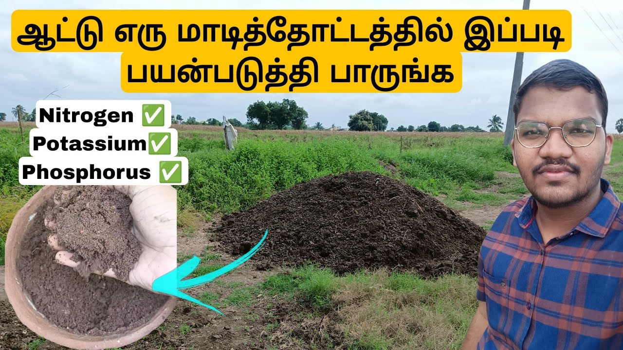ஆட்டு எரு மாடித்தோட்டத்தில் பயன்படுத்துவது எப்படி ?/Goat poop fertilizer in tamil