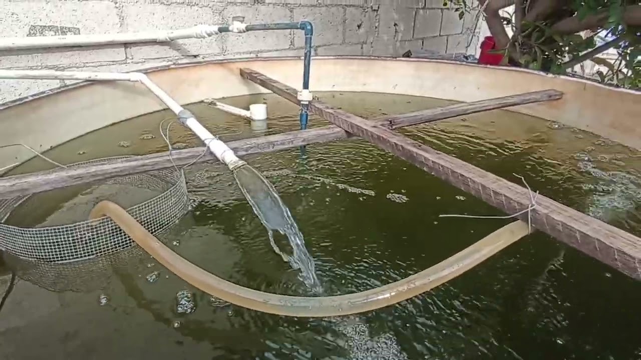 Mi sistema Rass de cultivo de Tilapia en casa...👍🏻🤠