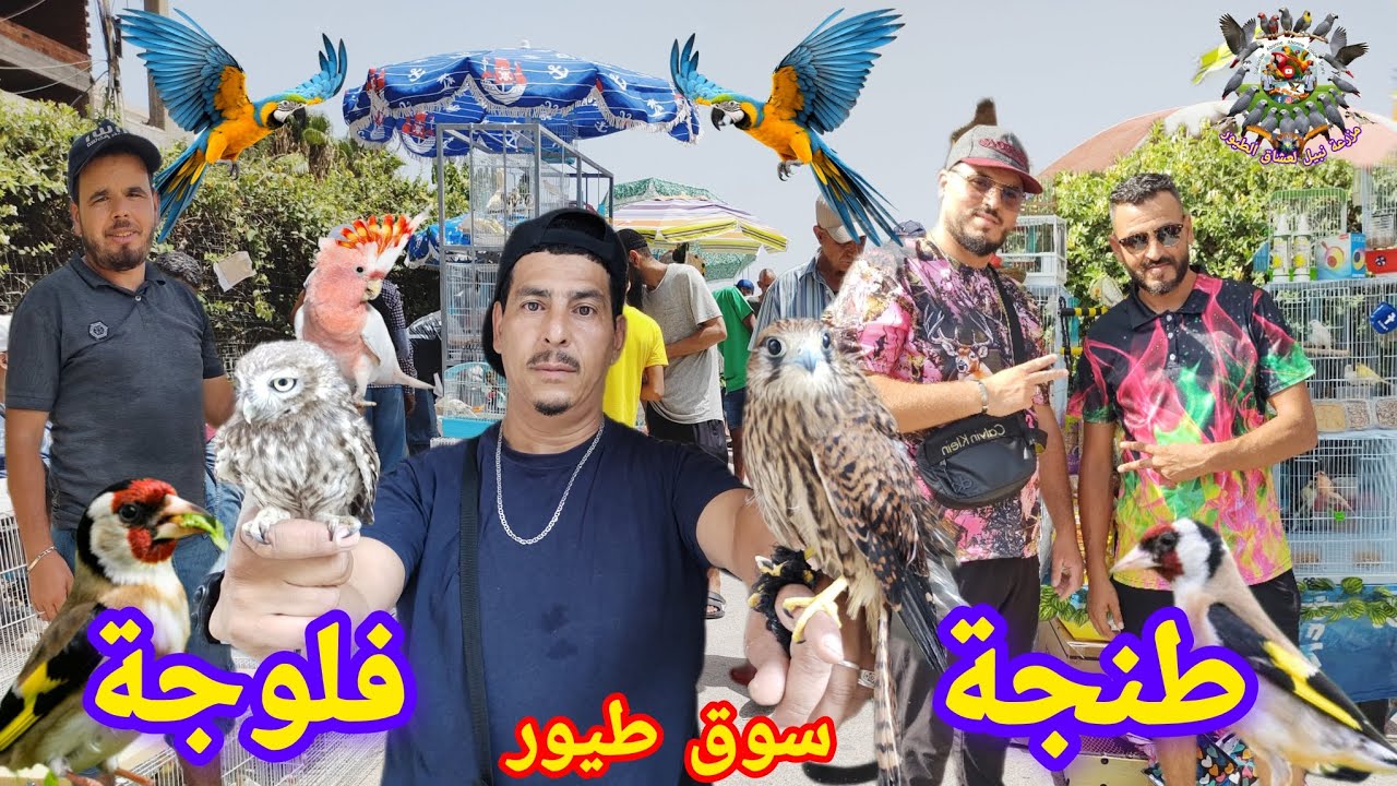 طائر الحسون بالجملة #سوق #طيور #طنجة #فلوجة أثمنه رائعه شمال المغرب ✌️🎁