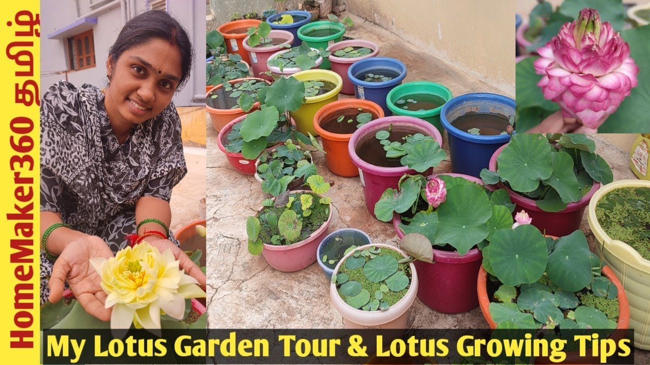 My Lotus Garden Tour | எங்கவீட்டு தாமரை தோட்டம் பார்க்கலாம் வாங்க | Important Tips to Grow Lotus