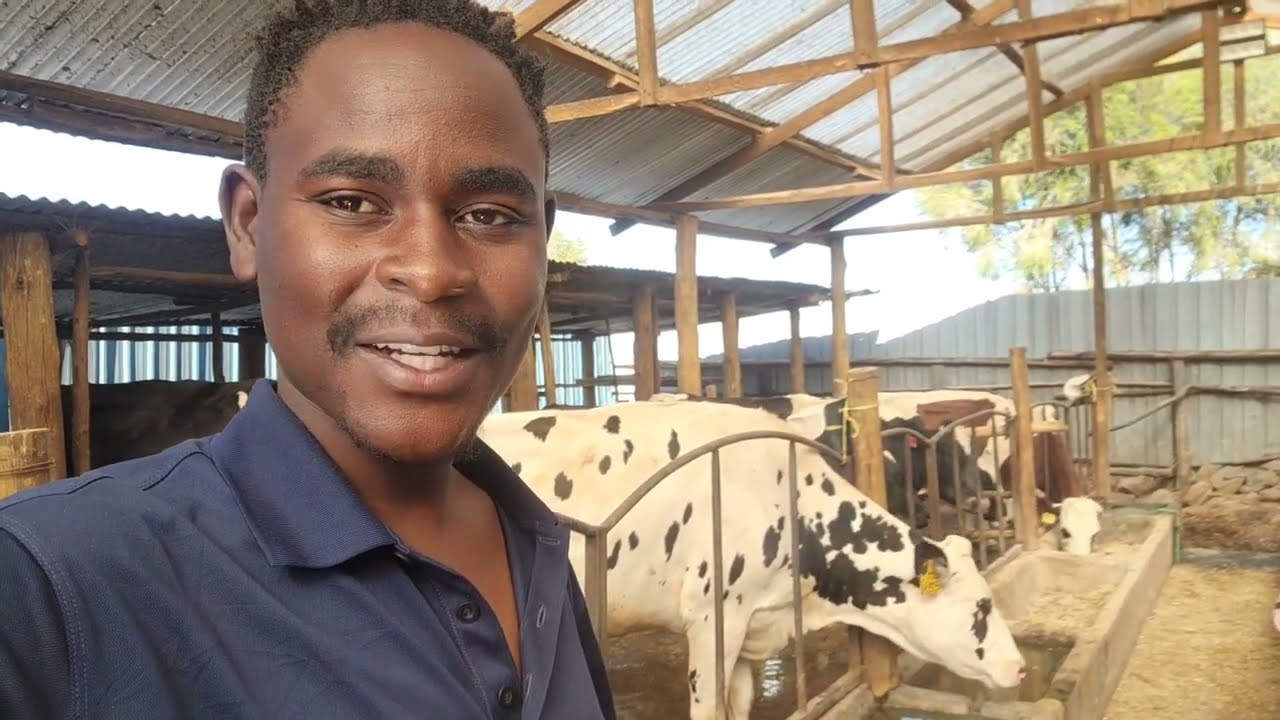 How This Farm Produces A lot of Milk: Genius Cow Shed Design You Need to See! | My Dream Farm
