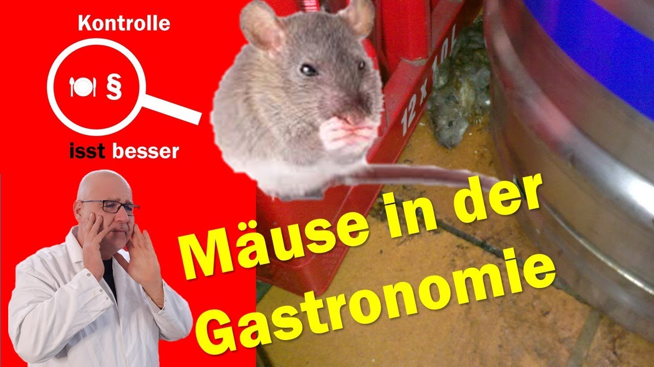 Mäuse in der Gastronomie - Schockierende Bilder! Was ist zu tun?