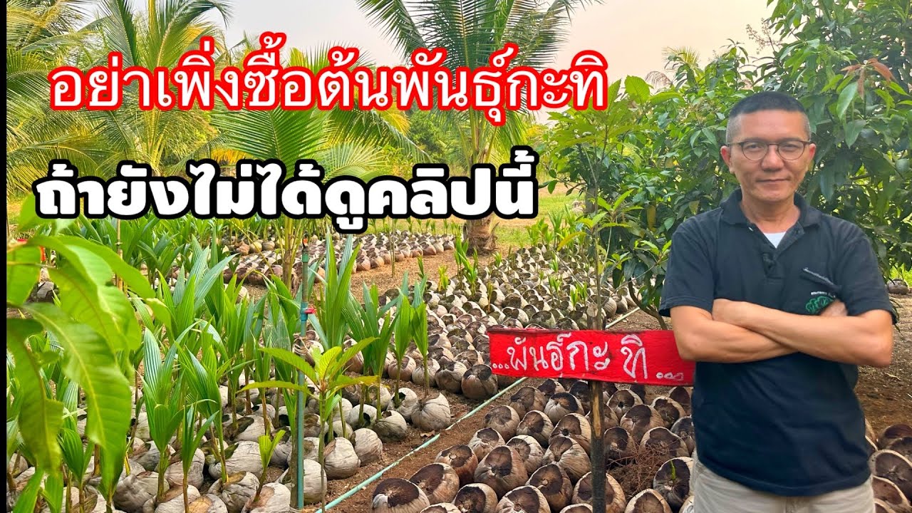 EP:34 อย่าเพิ่งซื้อต้นพันธุ์มะพร้าวกะทิ ถ้ายังไม่ได้ดูคลิปนี้ ซื้อมะพร้าวกะทิ แต่ไม่ได้กะทิต้องดู