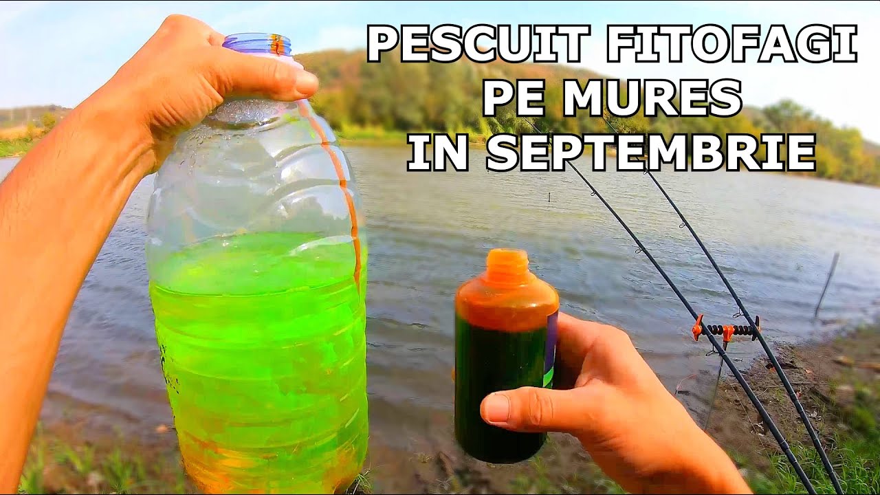 Pescuit la FITOFAG SALBATIC pe Mures 6 Septembrie 2024- Ultimii Fitofagi din 2024?