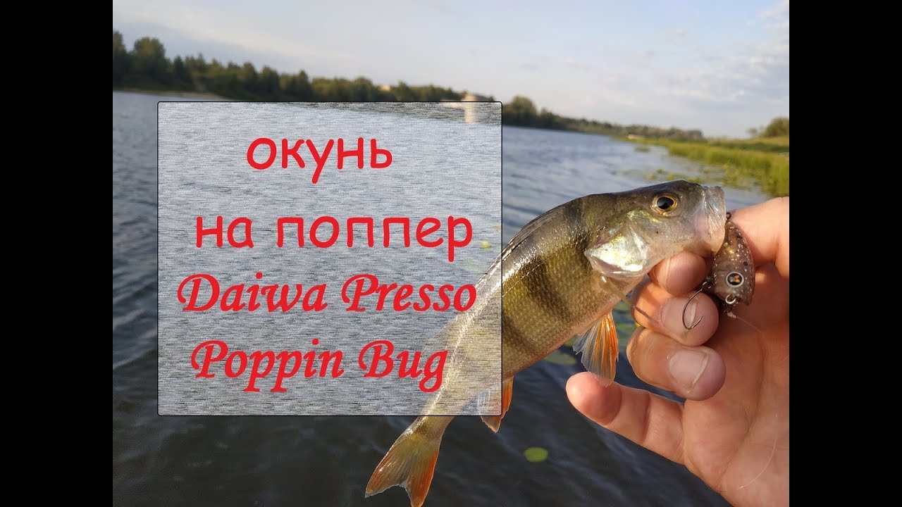 окунь на поппер Daiwa Presso Poppin Bug