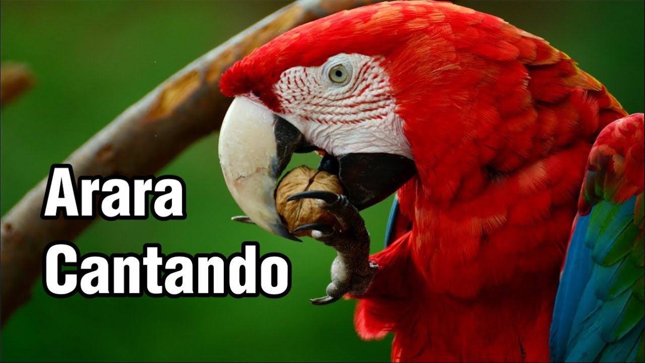 Arara Cantando Canto da Arara Muito Lindo