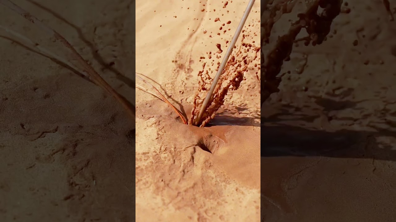 From Sand to Forest You Wont Believe This #shorts