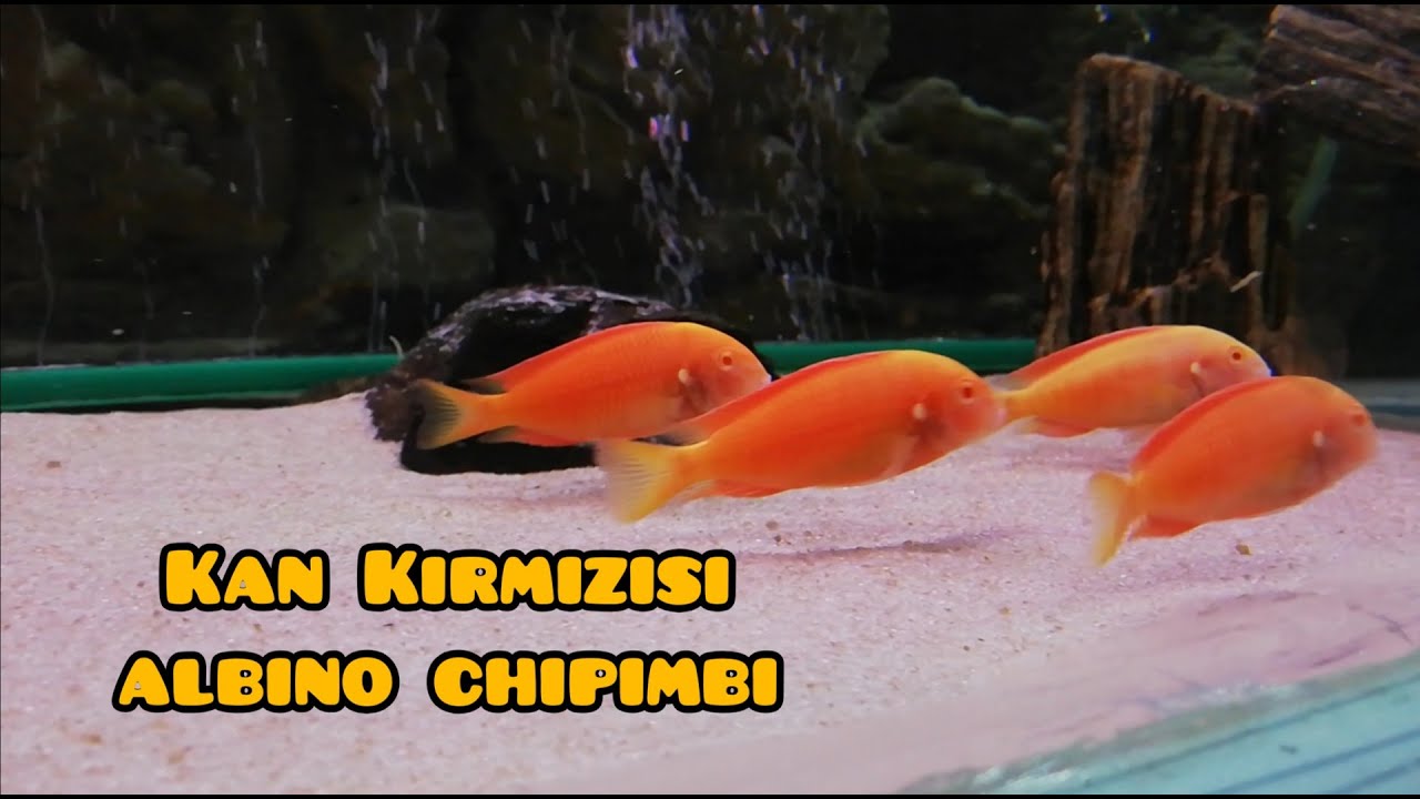 Albino Chipimbi (Kan kırmızısı Yeni Balıklarım)