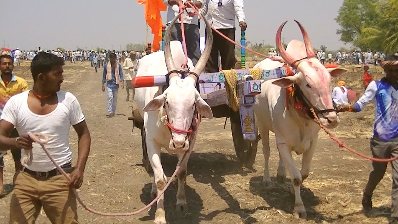 Ingalagi bulls at Terabandi race Yadawada