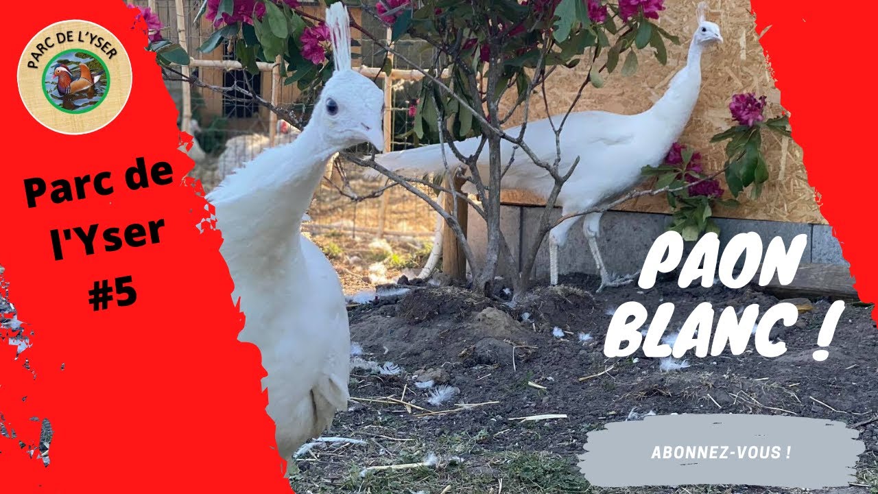 Couple de paon blanc + Aménagement de l'allée en gravier !!
