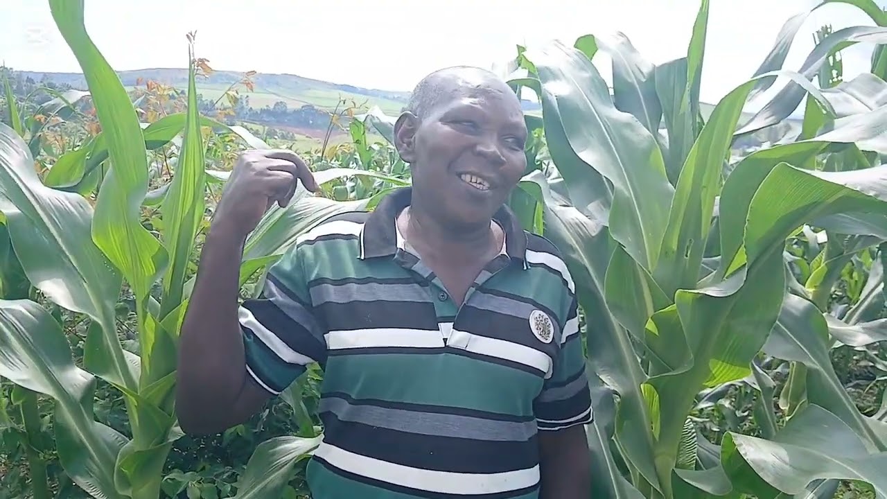 Omulimi asinga okulima kasooli muggwanga asabye govt okumuyambako