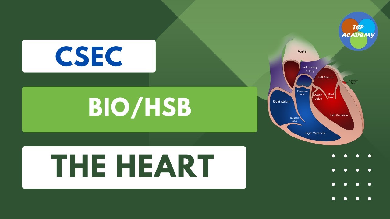 Circulation of blood through the heart - CSEC | CXC