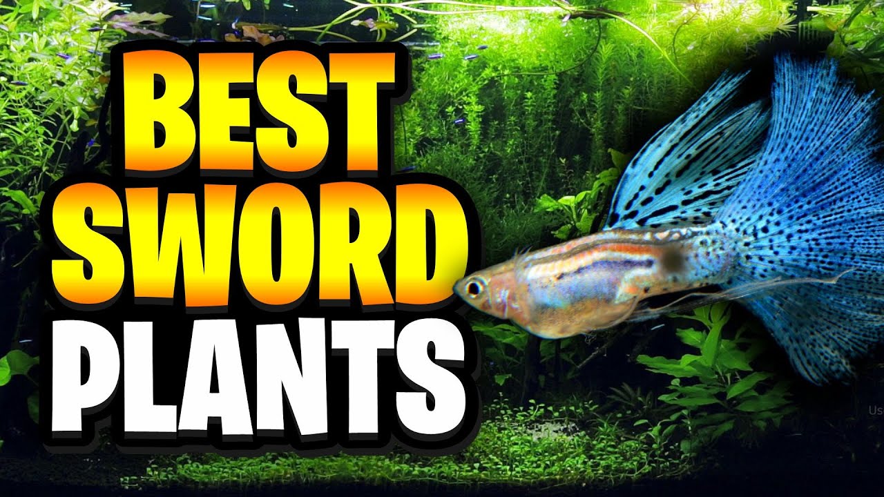 Лучшие эхинодорусы (Echinodorus) для аквариумов!