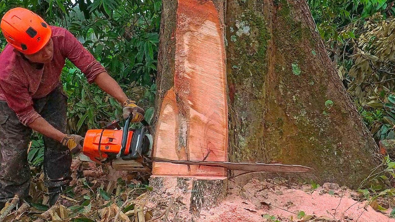 Удивительно..!! Ветер валит дуриановое дерево.