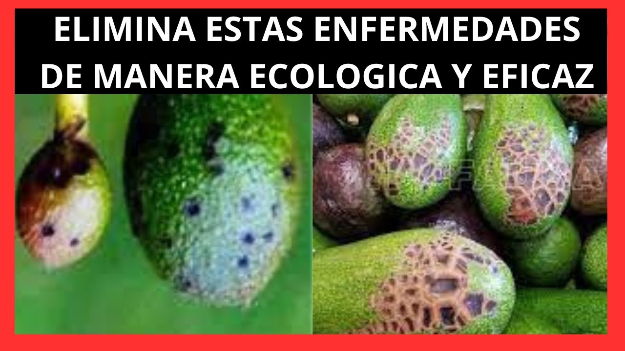COMO COMBATIR la ANTRACNOSIS y la ROYA en cultivo de AGUACATE TRATAMIENTOS 🥑