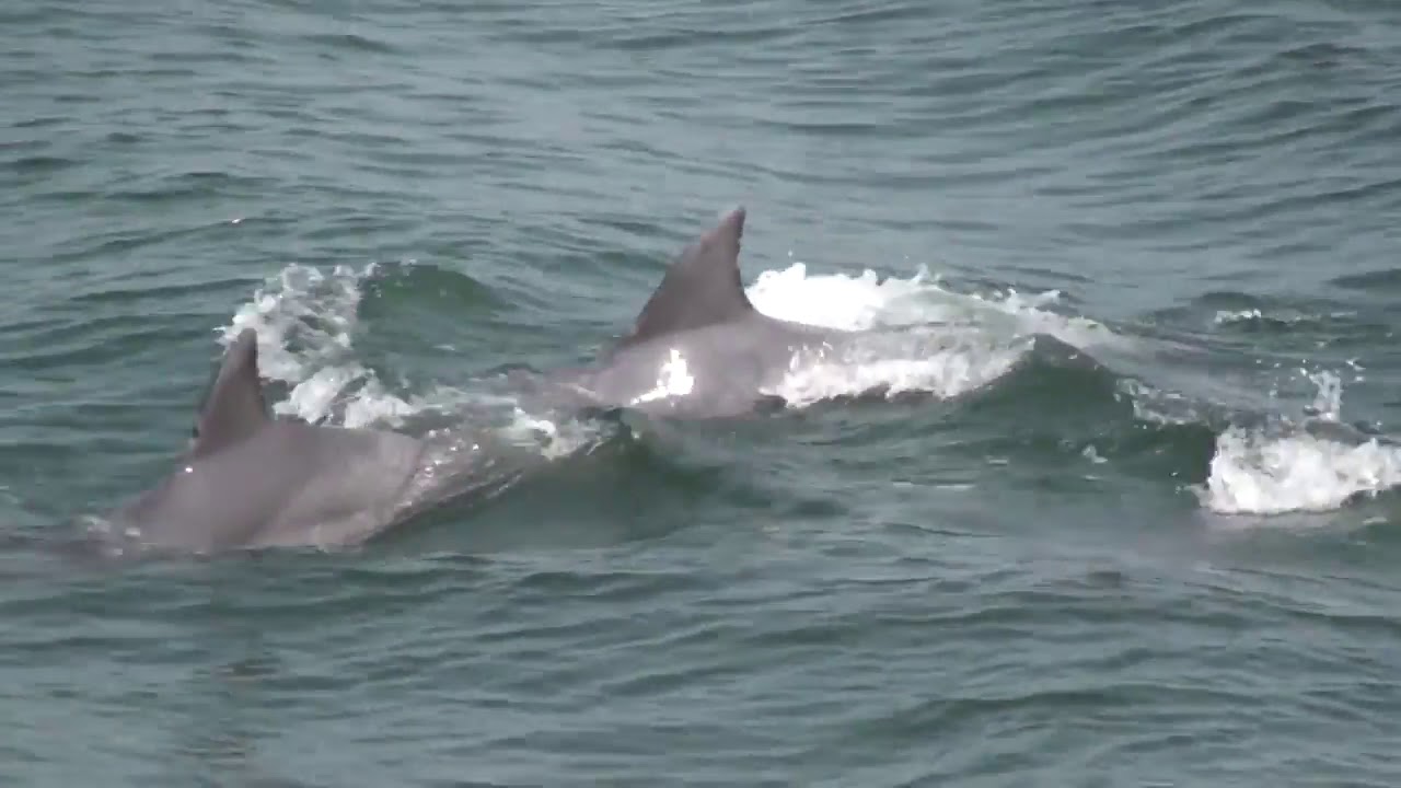 Surfing Dolphins off of Cape May Whale Watcher