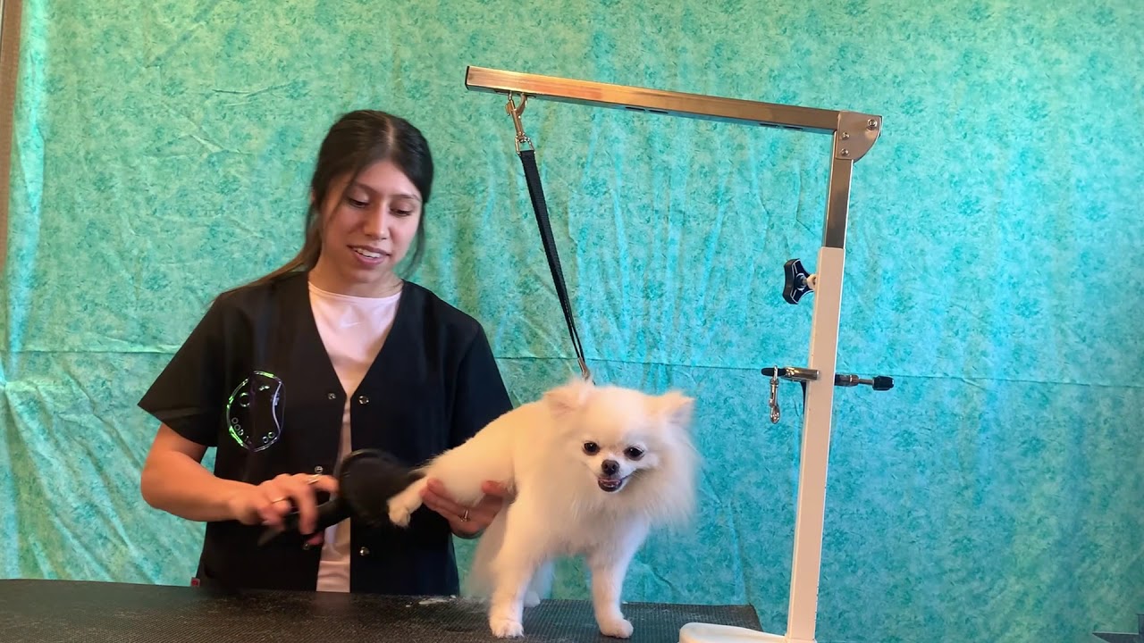 Grooming a Pomeranian with Emily | Creating the illusion of a full, round 