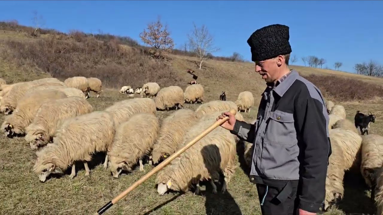 Tânărul cioban moldovean s-a întors din străinătate la oi, om harnic, de mic a muncit din greu