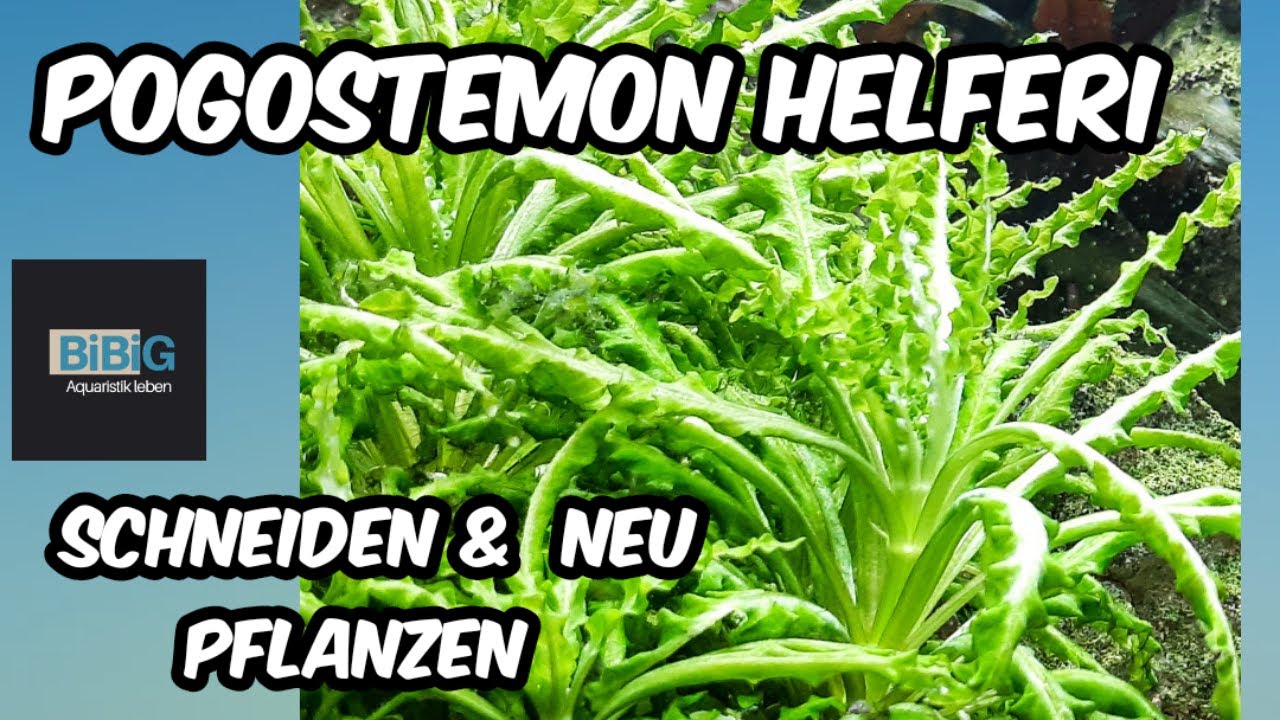 Pogostemon helferi | Wie schneiden & pflanzen, damit sie gut weiter wächst | Pflanzenpflege | BiBiG