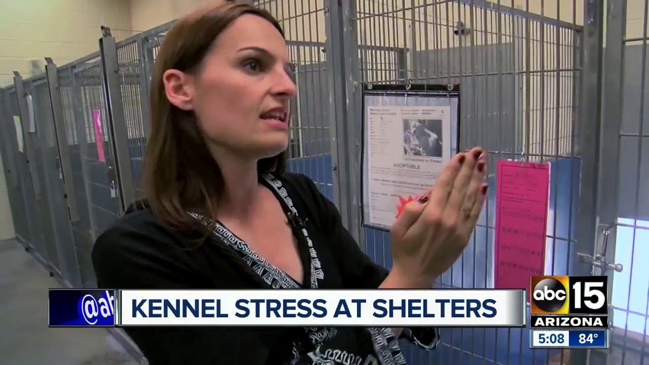 Shelters working to treat dogs with kennel stress