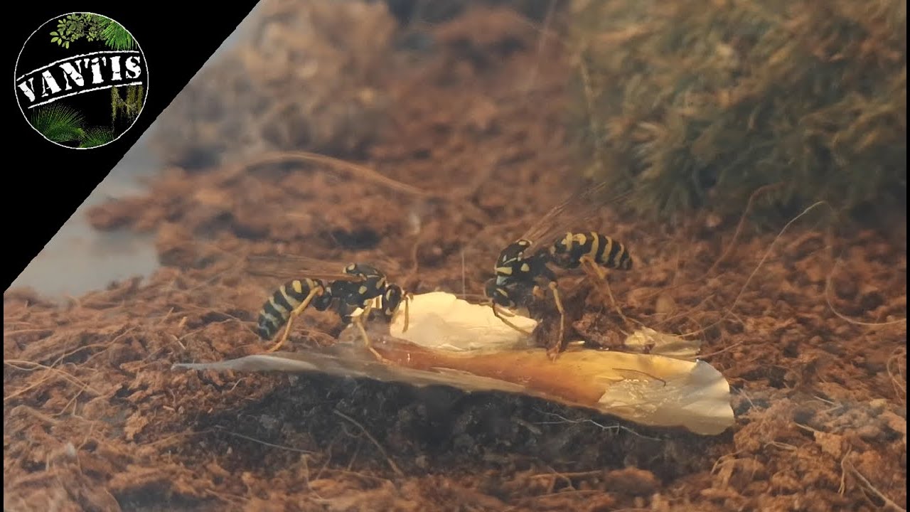 ŻYCIE OS - HODOWLA OS W DOMU - sezon 2 #2