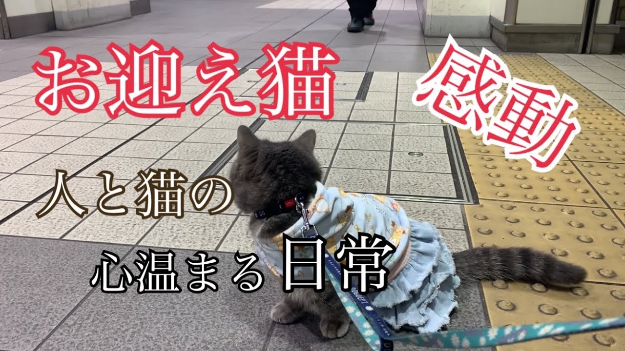 【お迎え猫】〜猫と人間の温かな日常〜　一緒にお迎えに来てくれる猫が健気で可愛いすぎた