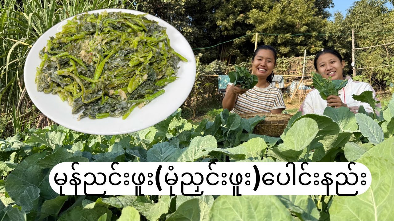 အမေ့ရဲ့စိုက်ခင်းထဲက မုန်ညင်းဖူးခူးပြီး ပေါင်းစားကြမယ်😋(ဆောင်းရာသီစာ မုံညှင်းဖူးပေါင်း ပြုလုပ်နည်း)