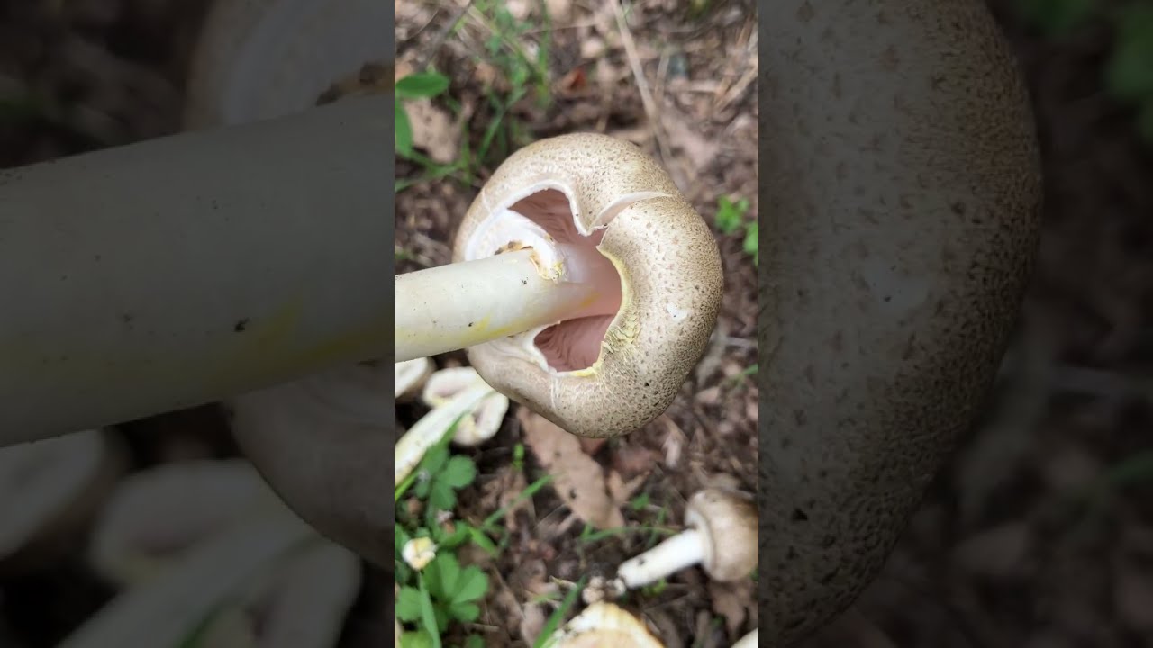 Agaricus moelleri - tossico ⚠️🚫 Conoscere i Funghi - Pillole di Micologia con Giacomo Jack Micologo