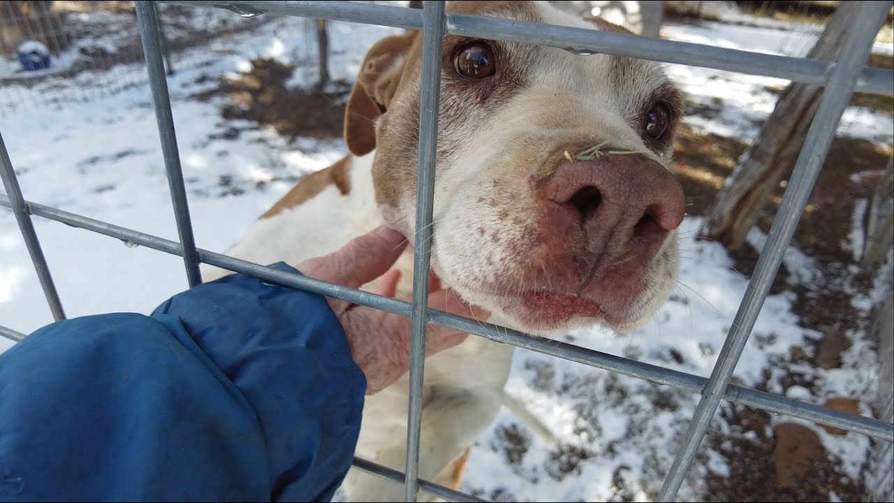 Annie's Orphans Struggling to Make Ends Meet
