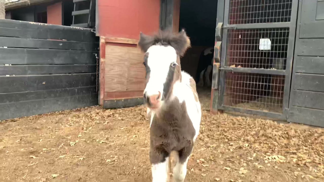 Mini Gypsy Vanner Colt 6wks old for sale:   RNG Blue Star  Sire: Young Castle Horse  Dam: Baby Queen