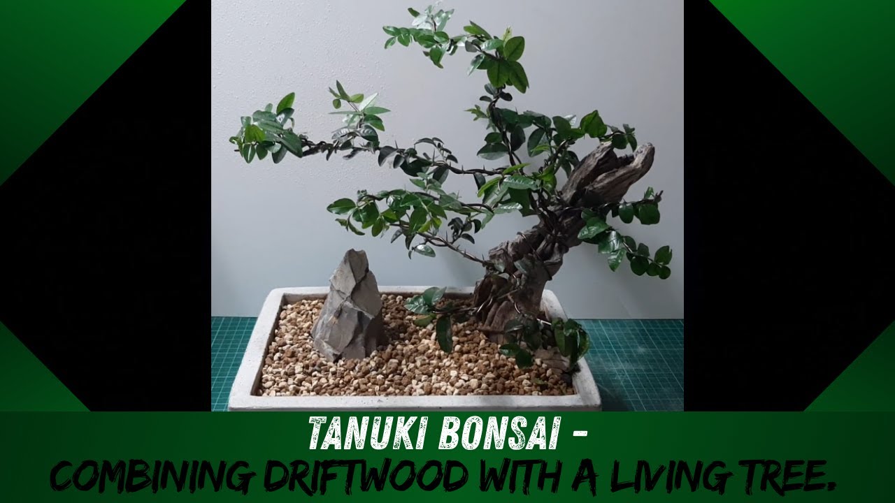 Tanuki Bonsai - Combining Driftwood with a Living Tree