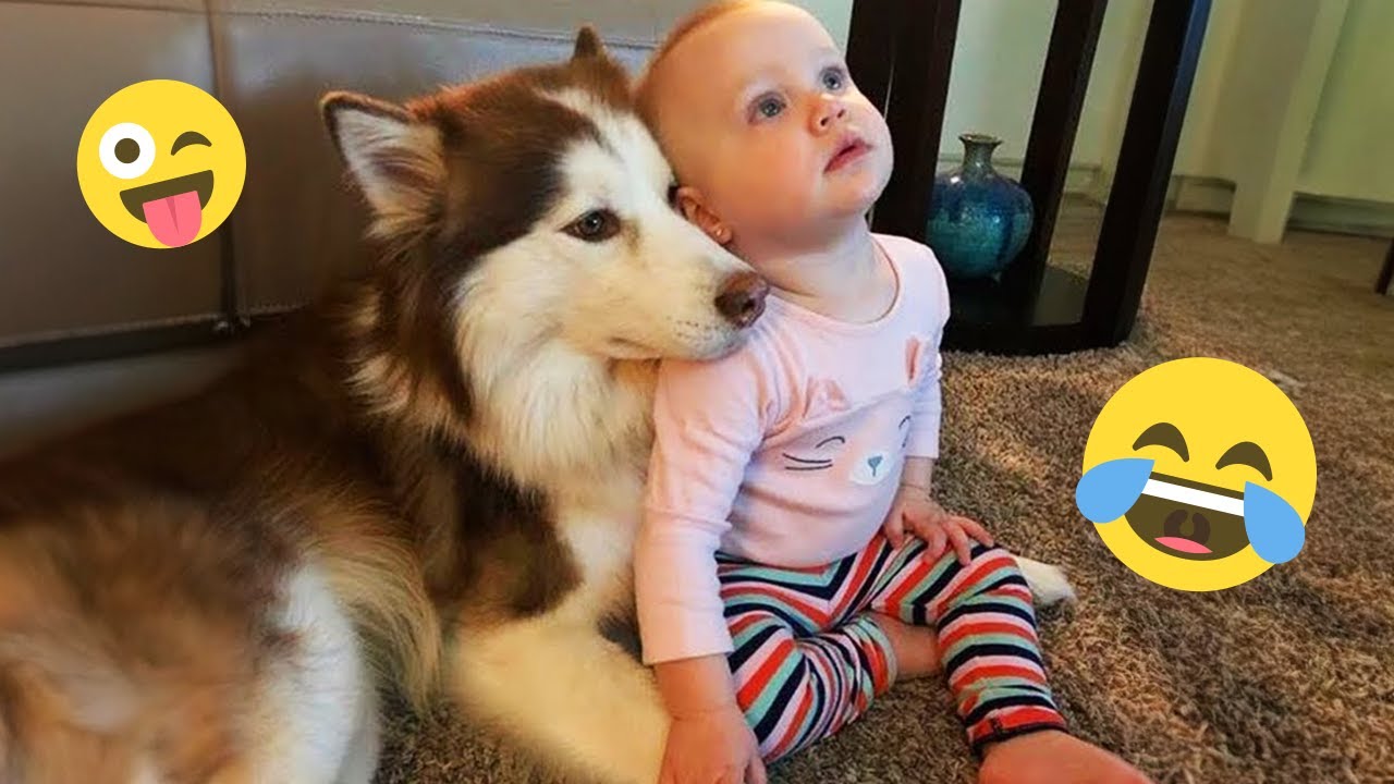 I dare you not to LAUGH at these FUNNY DOGS 😁🦮 - Best Funny Animals Videos 2026 #208