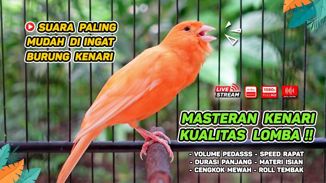 Kenari GACOR NGEREK‼️ Masteran Kenari PAUD dan Pancingan Kenari MACET BUNYI dan Betina NGIWIR - 200