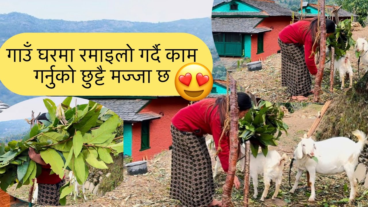 सेती बाख्रालाई घाँस काट्दा ज्याकेट नै च्याटिगो बरै 😔😍