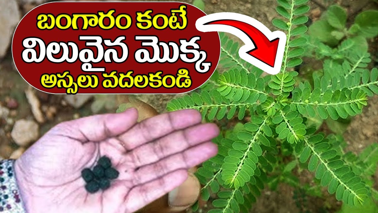 నేల ఉసిరి గురించి ఈ నిజాలు తెలిస్తే అస్సలు వదిలిపెట్టరు| Nela Usiri Uses| @ManamtvDoctorsOfficial
