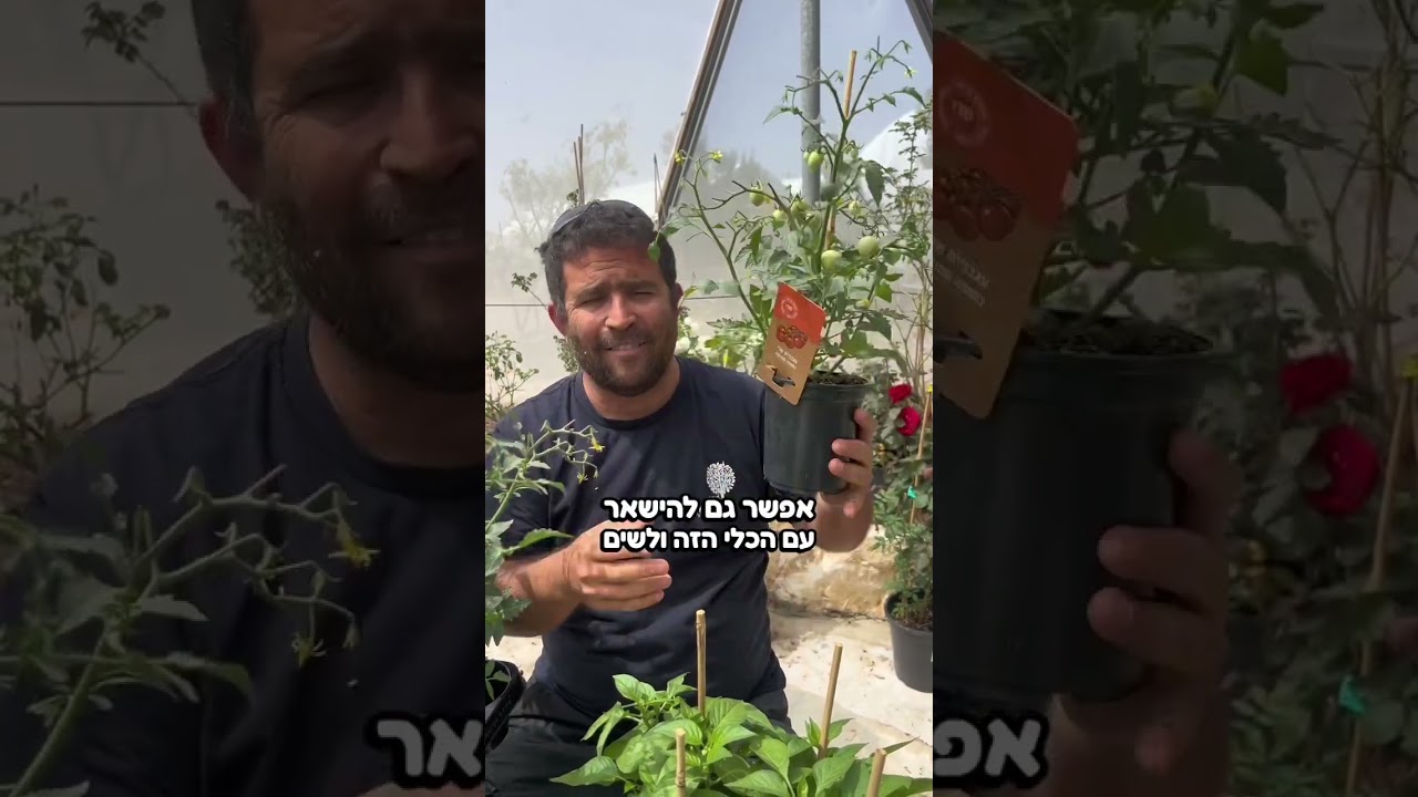 שתילי ירקות ננסים לגידול ביתי- בואו לשמוע על זה!