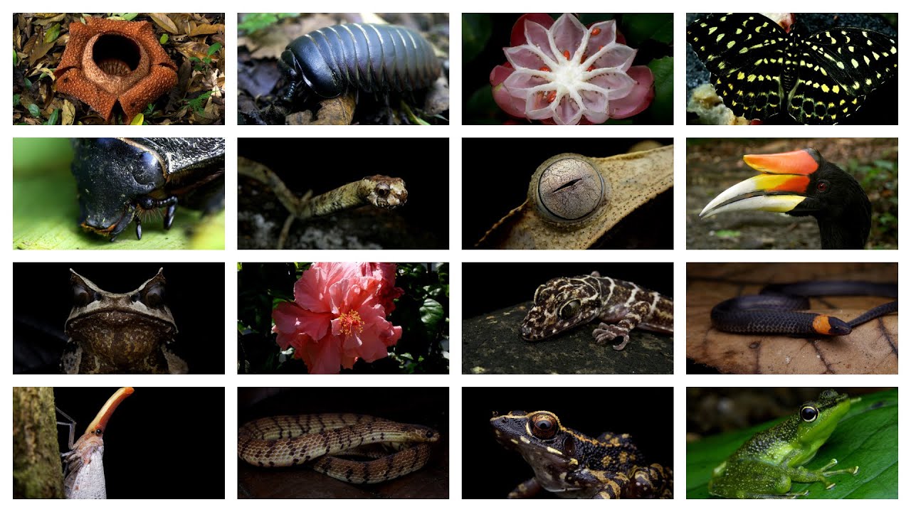 The Magic of Borneo's Rainforest 4K: Herping Poring Springs National Park, Sabah, Borneo
