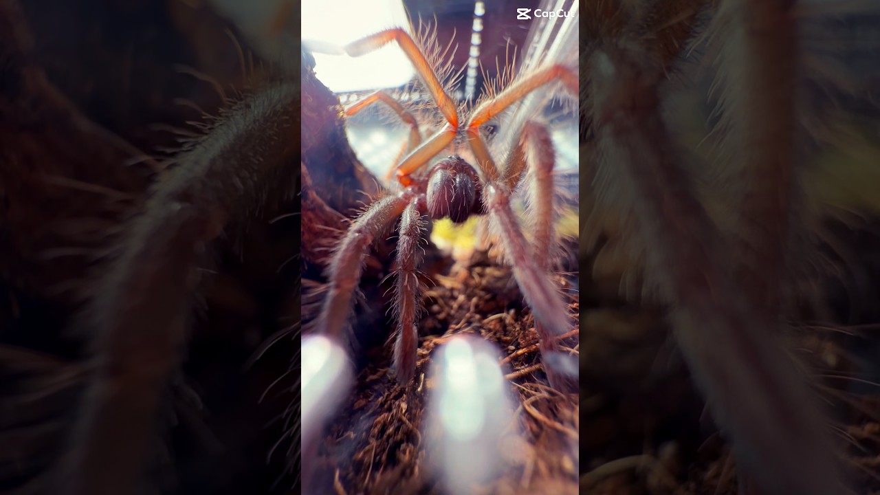 Xenesthis sp. Blue tarantula | Rare, Powerful, and Beautiful 