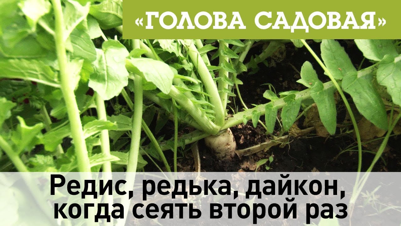 Голова садовая - Редис, редька, дайкон, когда сеять второй раз