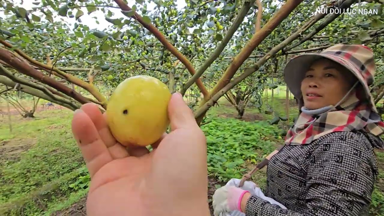 SAU NGÀY MƯA TÁO CHÍN RỰC QUÁ I NÚI ĐỒI LỤC NGẠN